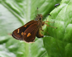 Dalla cyprius quinka