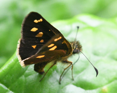 Dalla cyprius quinka