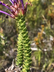 Rhigiophyllum squarrosum