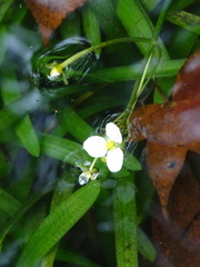 Sagittaria pygmaea