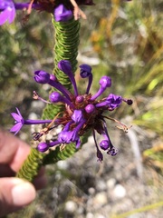 Rhigiophyllum squarrosum