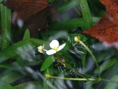 Sagittaria pygmaea