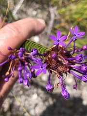 Rhigiophyllum squarrosum