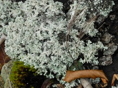 Cladonia caroliniana