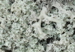 Cladonia caroliniana