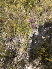 Rhigiophyllum squarrosum