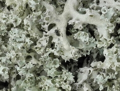 Cladonia caroliniana