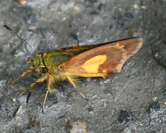 Dalla cypselus