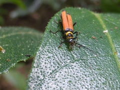 Chauliognathus atricornis