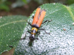 Chauliognathus atricornis