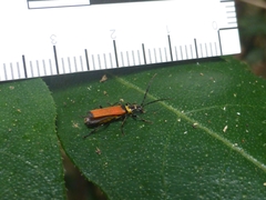 Chauliognathus atricornis