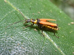 Chauliognathus atricornis