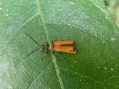 Chauliognathus atricornis