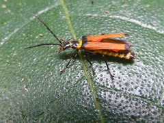 Chauliognathus atricornis
