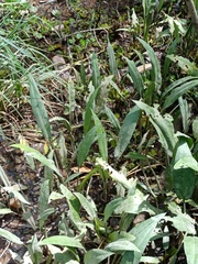 Cryptocoryne ciliata