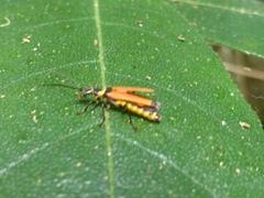 Chauliognathus atricornis