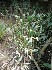 Cryptocoryne ciliata