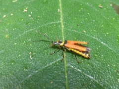 Chauliognathus atricornis