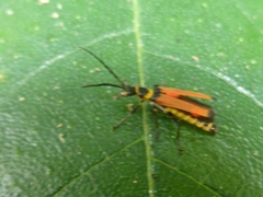 Chauliognathus atricornis