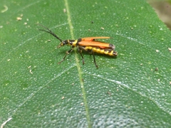 Chauliognathus atricornis