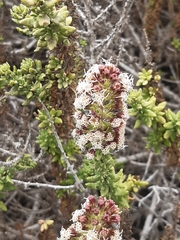 Ophryosporus triangularis