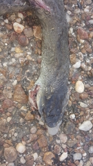 Dendroaspis polylepis