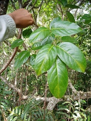 Aganope heptaphylla