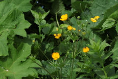 Ranunculus caucasicus