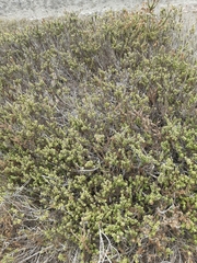 Ophryosporus triangularis