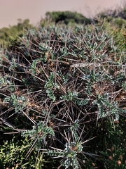 Astragalus tragacantha