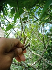 Aganope heptaphylla