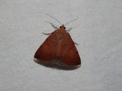 Plecopterodes moderata