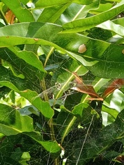 Cyrtophora cylindroides