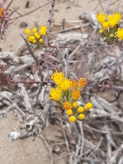 Senecio murorum