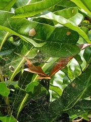 Cyrtophora cylindroides