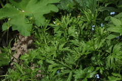 Ranunculus caucasicus
