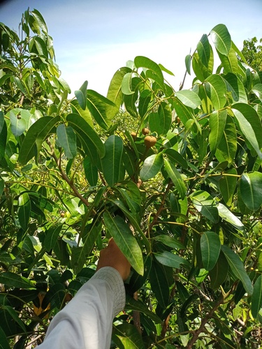Aglaia cucullata observed 2021-12-19