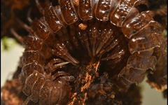 Polydesmus coriaceus