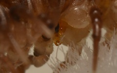 Polydesmus coriaceus