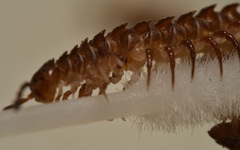 Polydesmus coriaceus