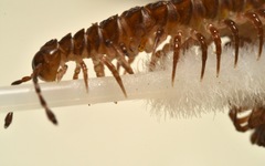 Polydesmus coriaceus