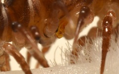 Polydesmus coriaceus