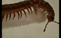 Polydesmus coriaceus