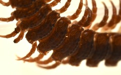 Polydesmus coriaceus