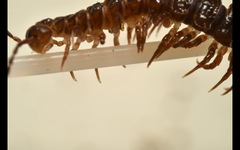 Polydesmus coriaceus