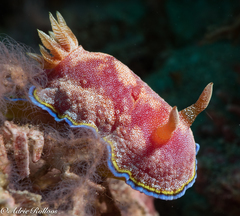 Goniobranchus albopunctatus