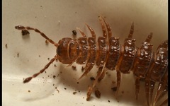 Polydesmus coriaceus