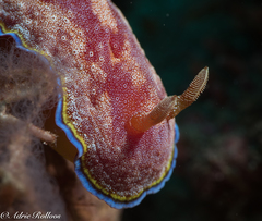 Goniobranchus albopunctatus