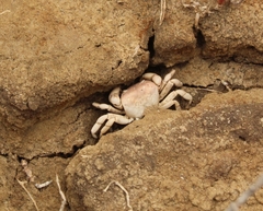 Cyclograpsus cinereus