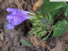 Dracocephalum rupestre
